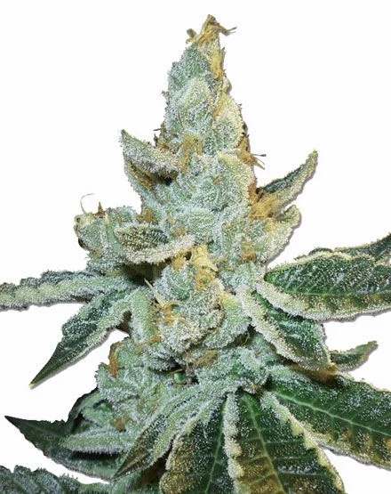 White Widow Max van MSNL Seeds