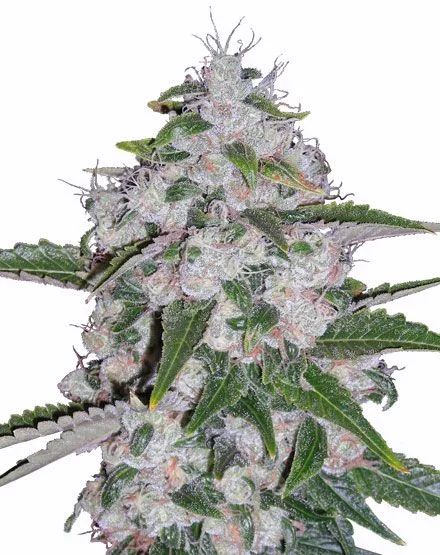 Mazar van MSNL Seeds