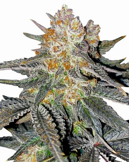 Lemon Cherry Gelato van MSNL Seeds
