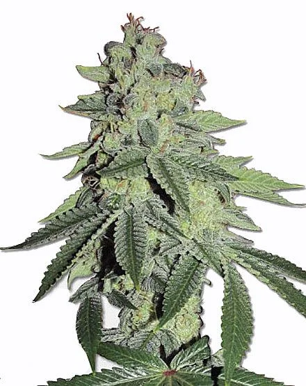 White LSD van MSNL Seeds