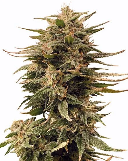 Harlequin van MSNL Seeds