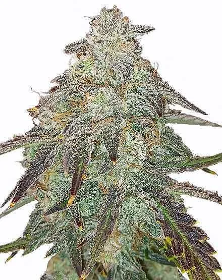 Apple Fritter van MSNL Seeds