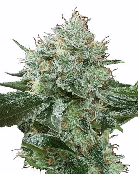 Green Spirit van MSNL Seeds