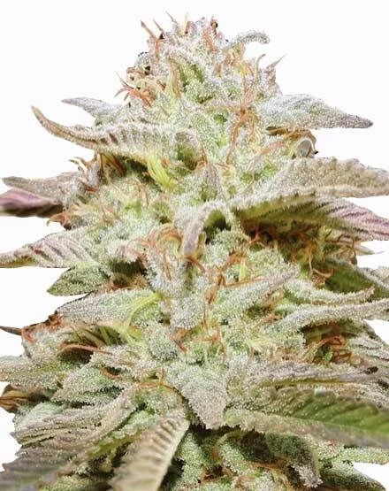 Wedding Cake van MSNL Seeds