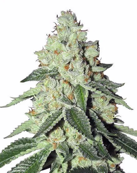 THC Snow van MSNL Seeds