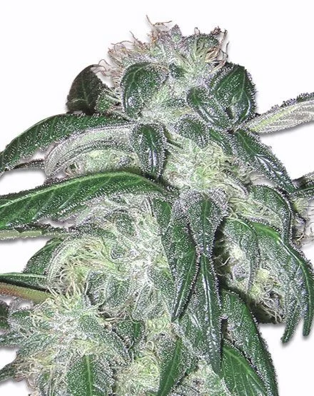 Sour Grape Kush van MSNL Seeds