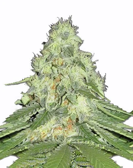 Misty van MSNL Seeds