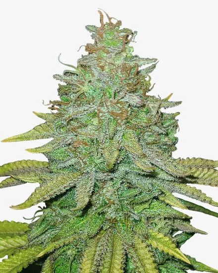 Sour OG van MSNL Seeds