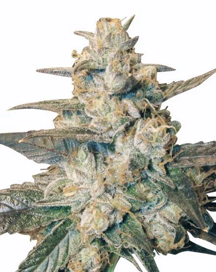 Blueberry van MSNL Seeds