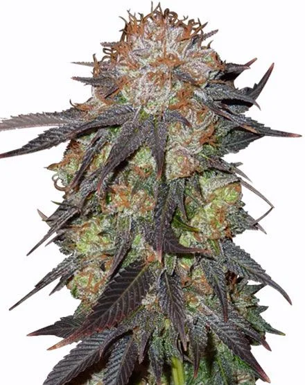 Purple Pineberry van MSNL Seeds