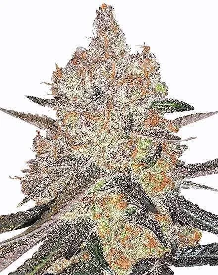 Grape Ape van MSNL Seeds