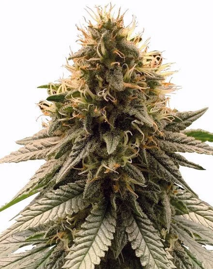 Cherry Pie van MSNL Seeds