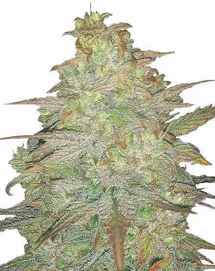Cereal Milk van MSNL Seeds