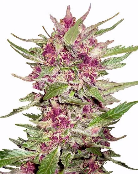 Purple Hulk van MSNL Seeds