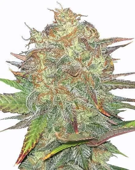 Gelato van MSNL Seeds