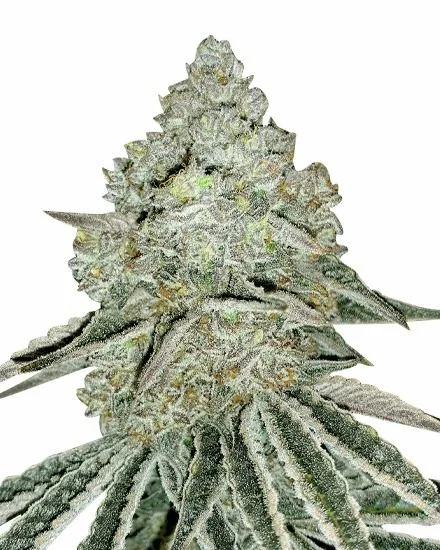 Gorilla Zkittlez van MSNL Seeds