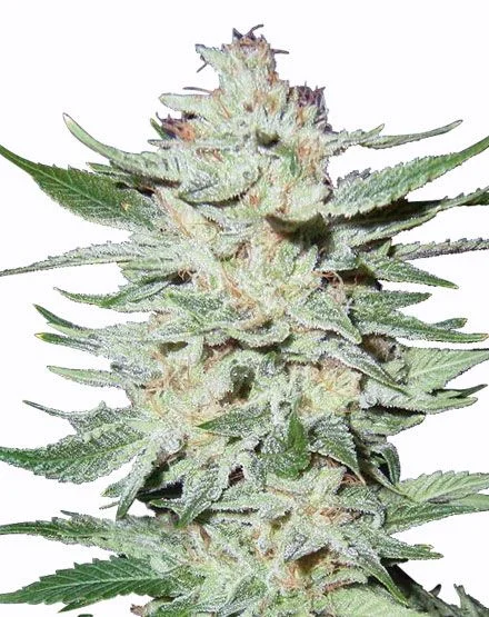 White Rhino van MSNL Seeds