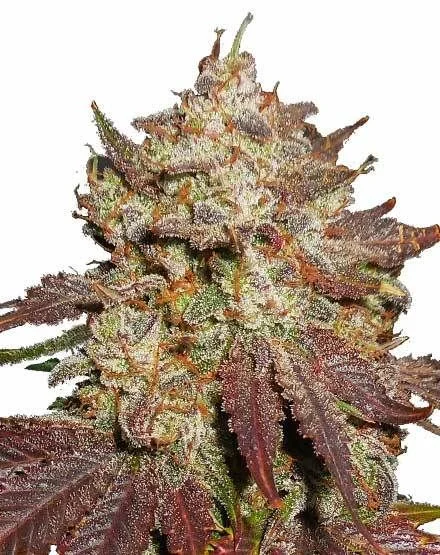 Purple Thai van MSNL Seeds