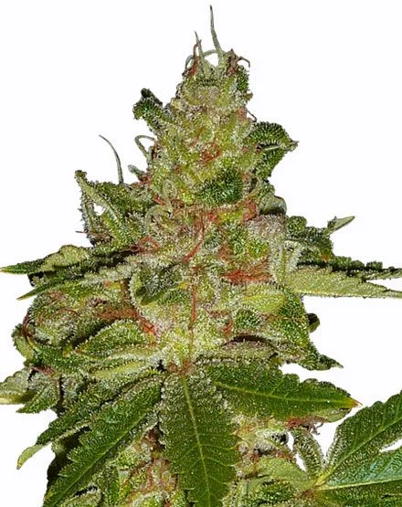 Cherry Kush van MSNL Seeds