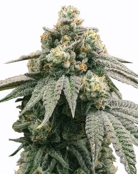 Peanut Butter Breath van MSNL Seeds