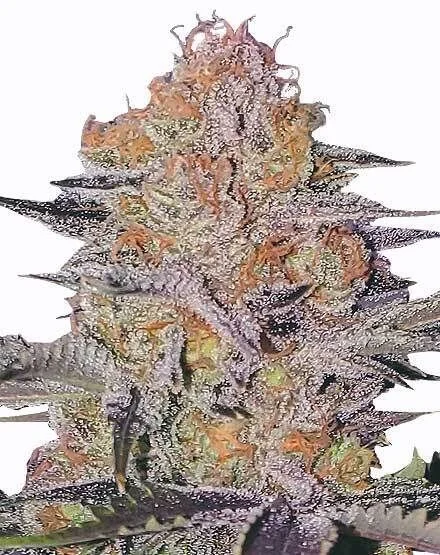 Wedding Cake van MSNL Seeds