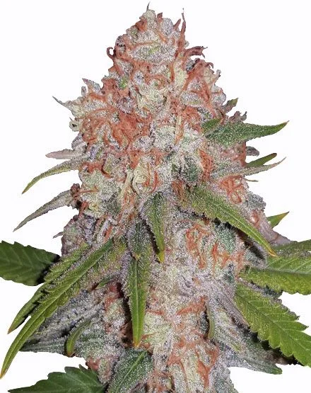 Runtz van MSNL Seeds
