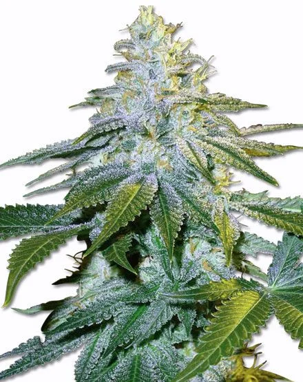 Euphoria van MSNL Seeds