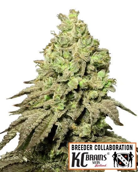 Alien Mango Cookies van MSNL Seeds