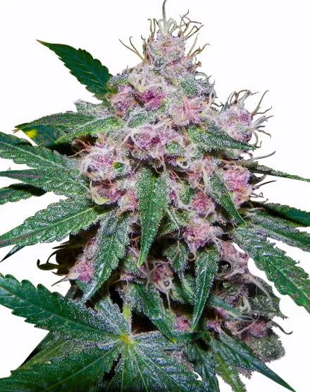 Purple Afghani van MSNL Seeds