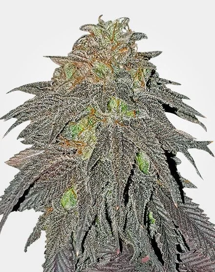 RS11 van MSNL Seeds