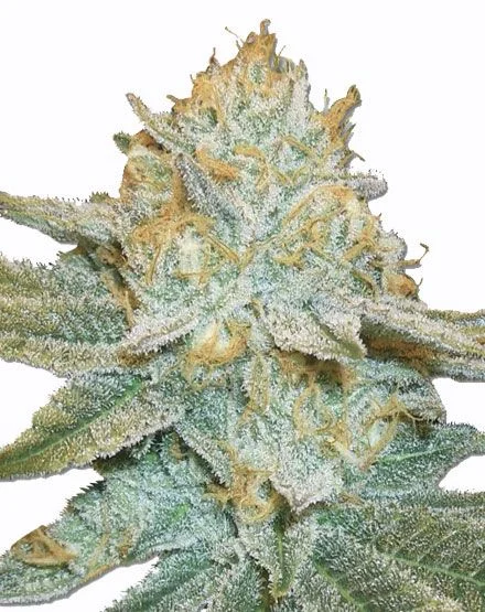 AK47 van MSNL Seeds