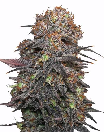 Granddaddy Purple van MSNL Seeds