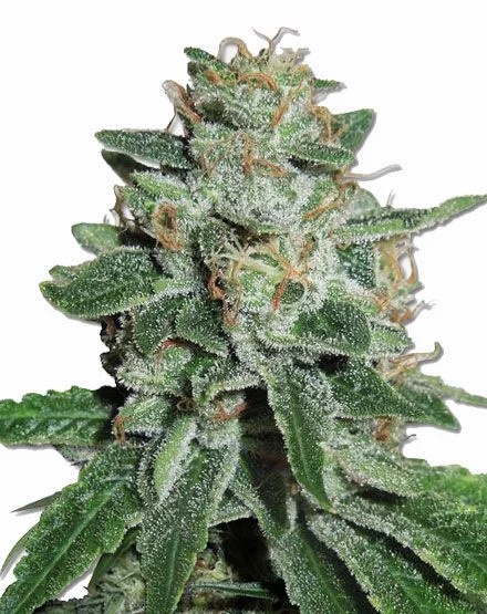 Skunk #1 van MSNL Seeds