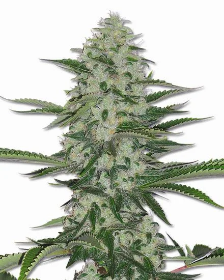 THC Bomb van MSNL Seeds