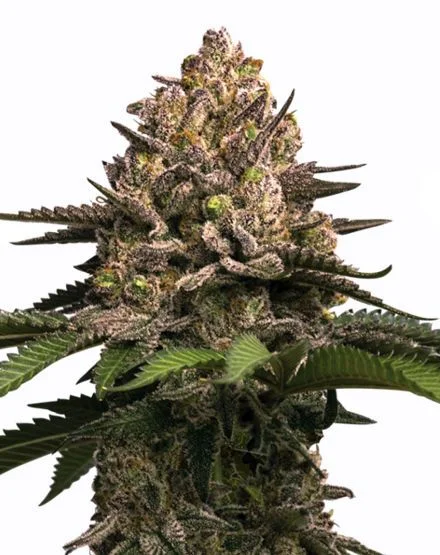 Jealousy van MSNL Seeds
