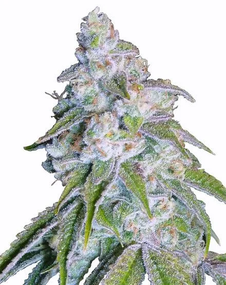 Neville's Haze van MSNL Seeds
