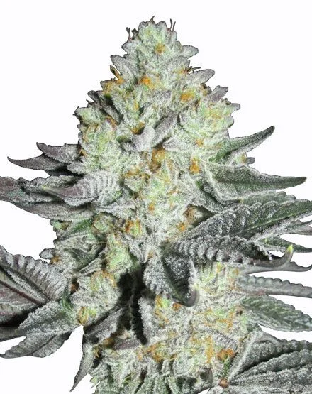 Mango van MSNL Seeds
