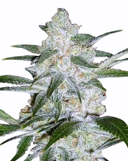 Bubblegum van MSNL Seeds