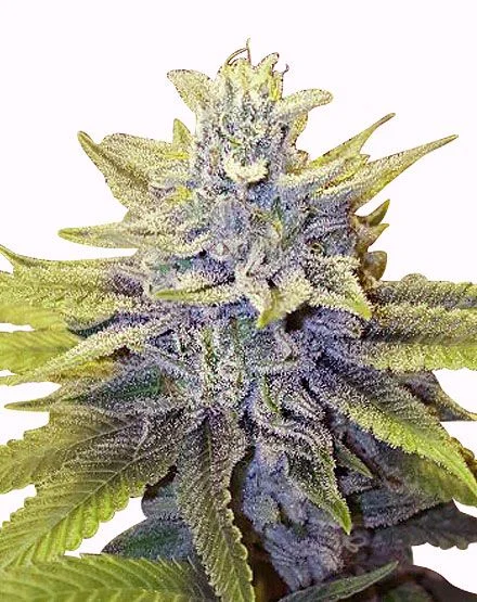LA Confidential van MSNL Seeds