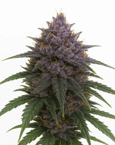 Purple Haze van MSNL Seeds