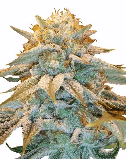White Widow van MSNL Seeds