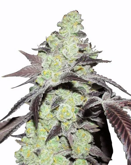 Purple Kush van MSNL Seeds