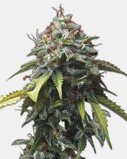 Colombian Gold van MSNL Seeds