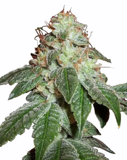 Hindu Kush van MSNL Seeds