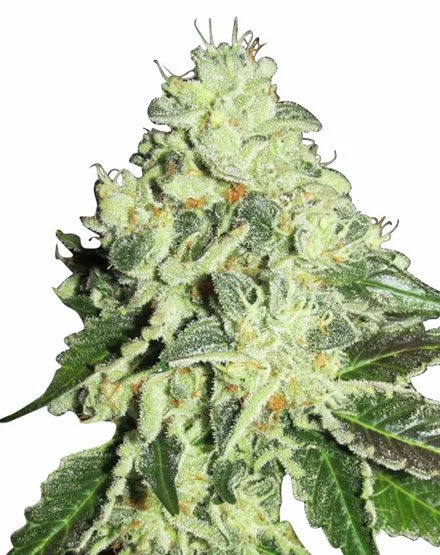 Nitro Lemon Haze van MSNL Seeds