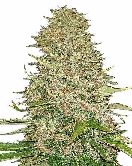 Ghost Train Haze van MSNL Seeds