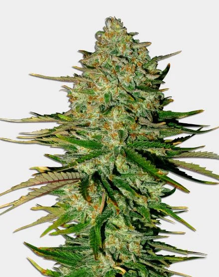 Godfather OG van MSNL Seeds
