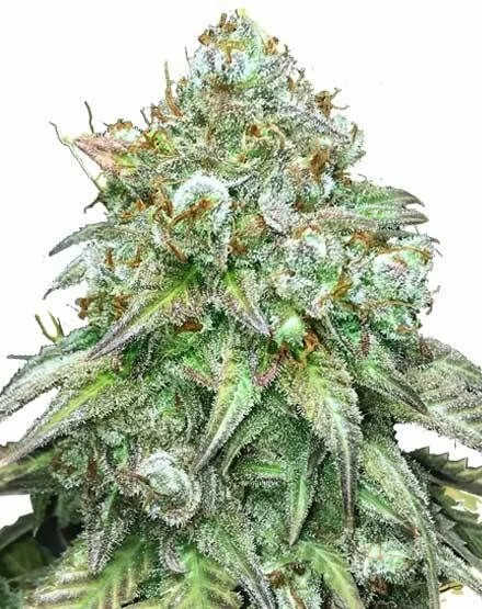 Godfather OG van MSNL Seeds