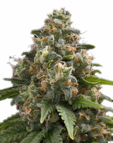Green Crack van MSNL Seeds