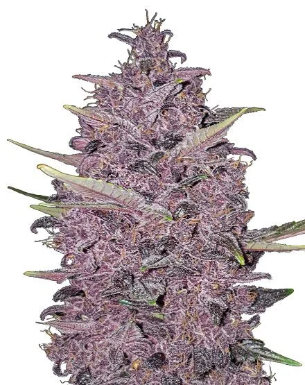 Kushberry Moonrocks van MSNL Seeds